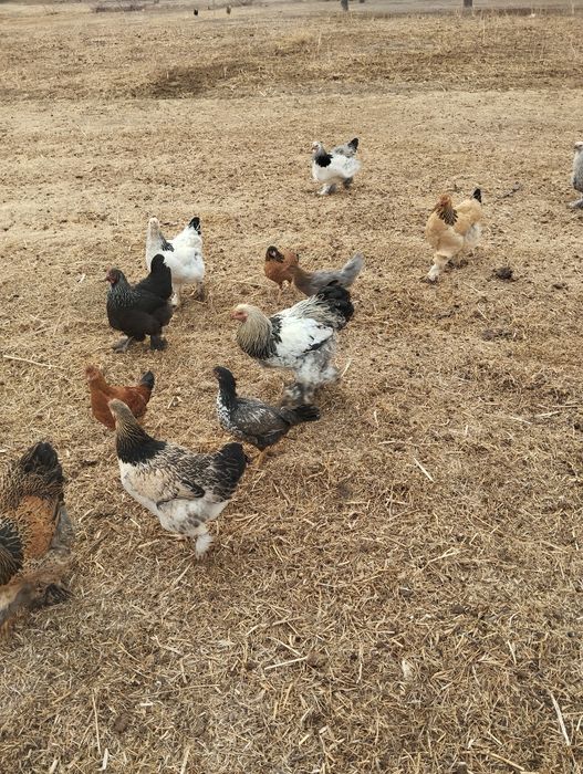 Xoʻroz va tovuqlar sotiladi