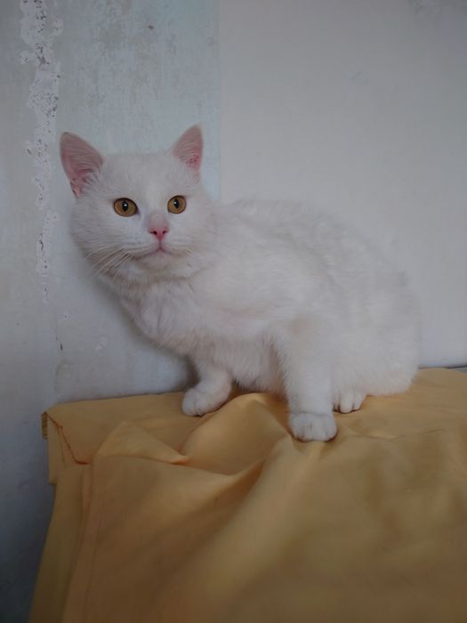 Котик Зефир ищет дом