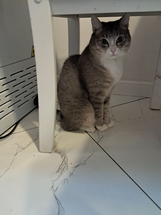 Отдам кота в добрые руки