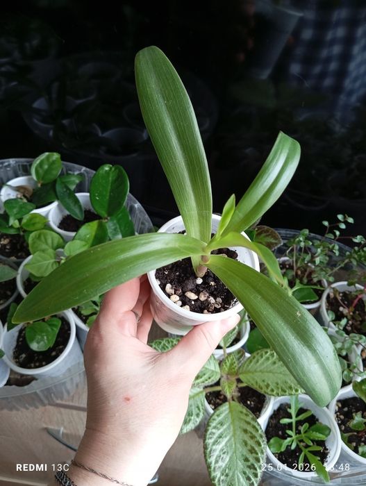 Отростки комнатных растений