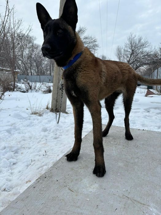 Билгеиский авчарка