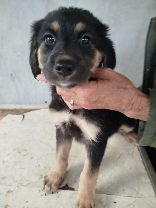 Щенки девочки в добрые руки.