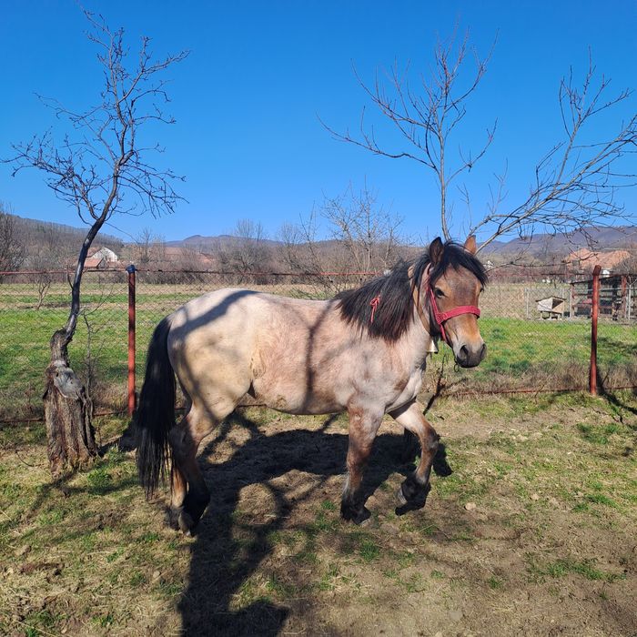 Vânzare manzuca un an si șase luni