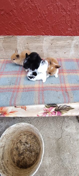 Iepurași Mini Toy de companie