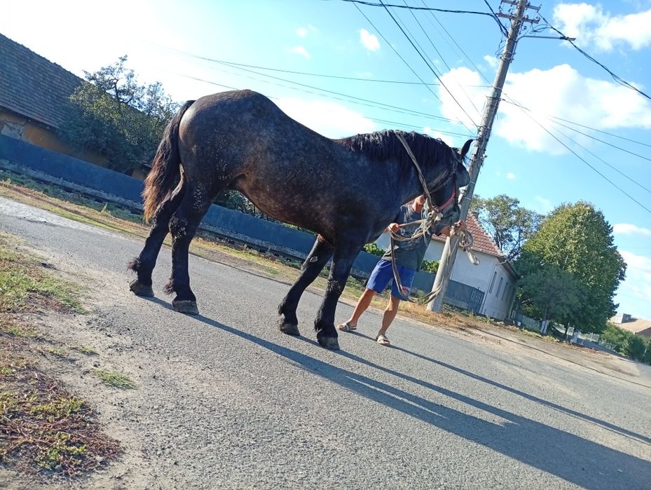 Vând armăsar de 3 ani sur