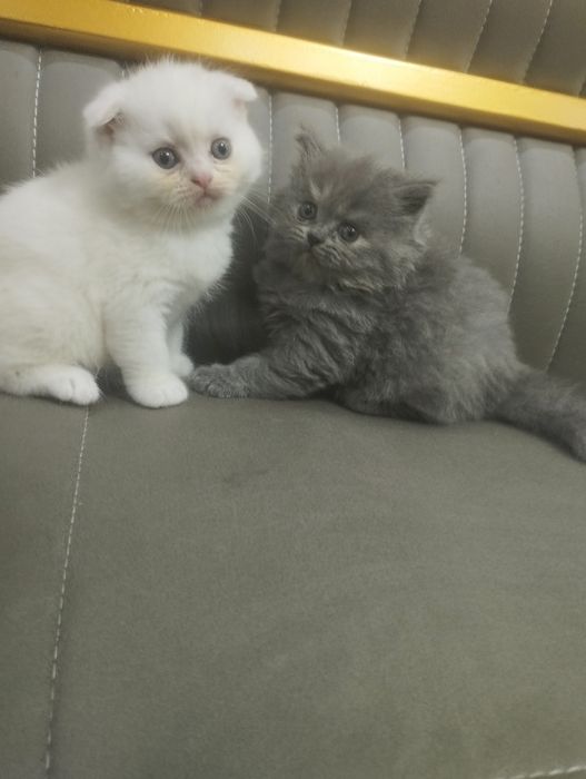 продаются чистокровные шатладские котята