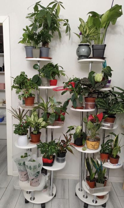 Продам комнатные растения, цветы