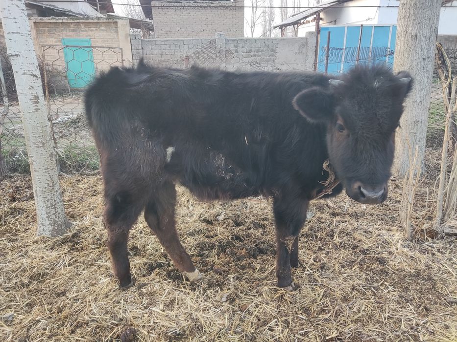 Ona bola sigir sotiladi