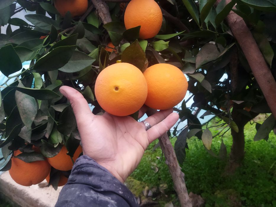 Мандарин апилсин Лимон кучатлари бор