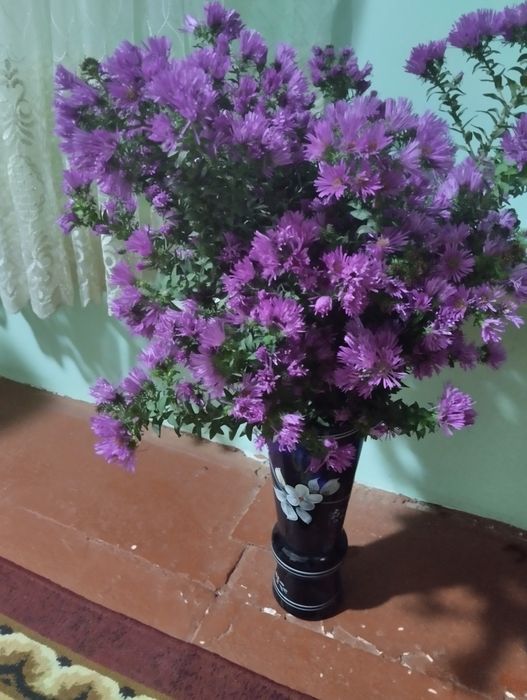 Продаются дом цветы и саженцы