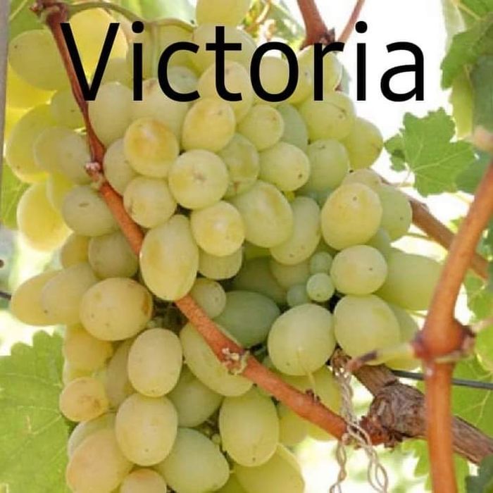 Butași viță de vie