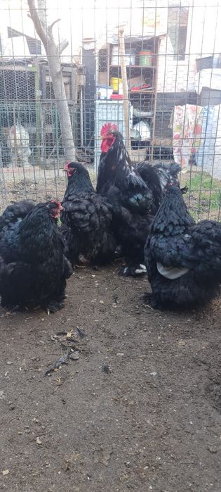 Pui oua brahma hd uriaș, cochinchina bobat, negru, galben,  calitate