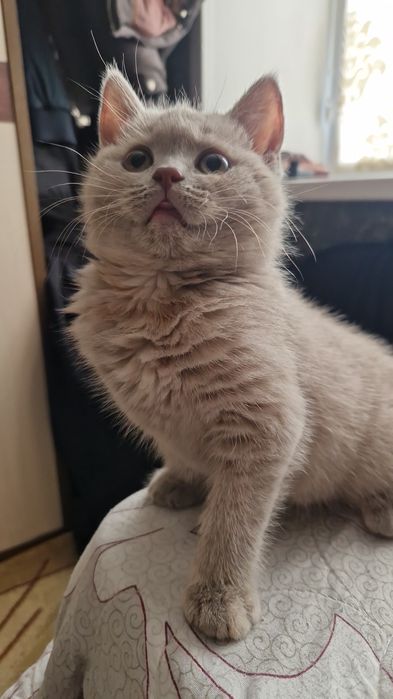 Кошка британка 4 месяца