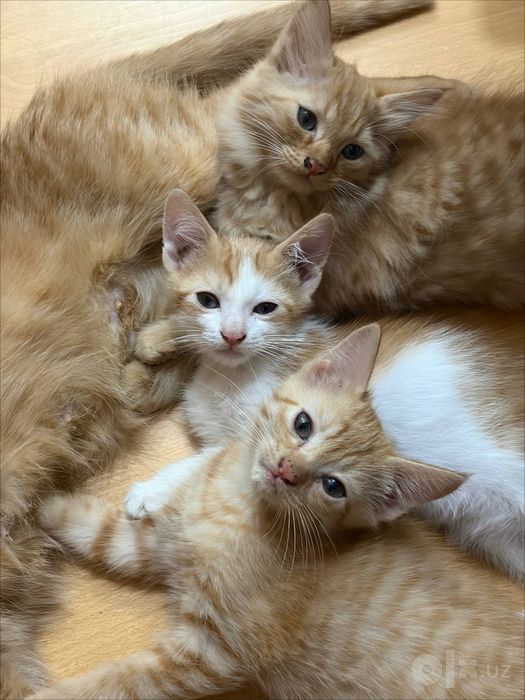 Продаются Котята рыжие добрые