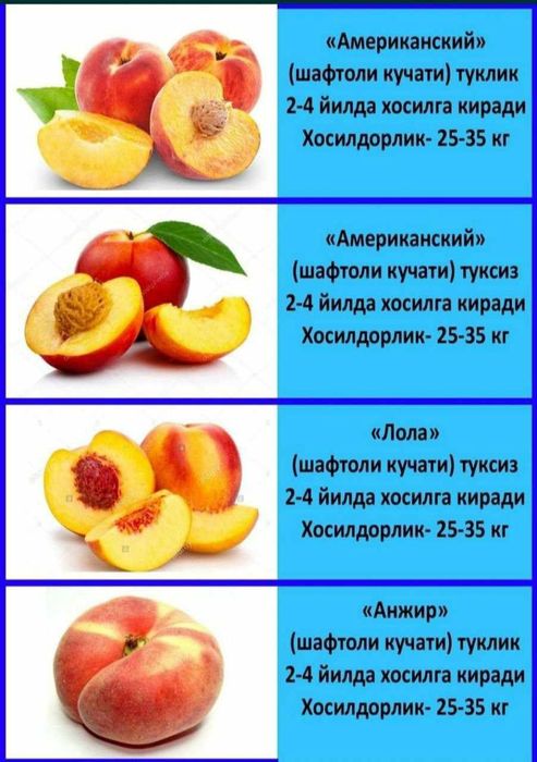 Шафтоли кучатлари сотувда