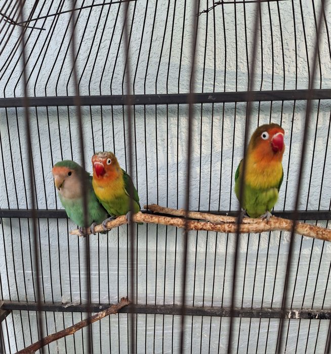 Продаётся попугай неразлучник