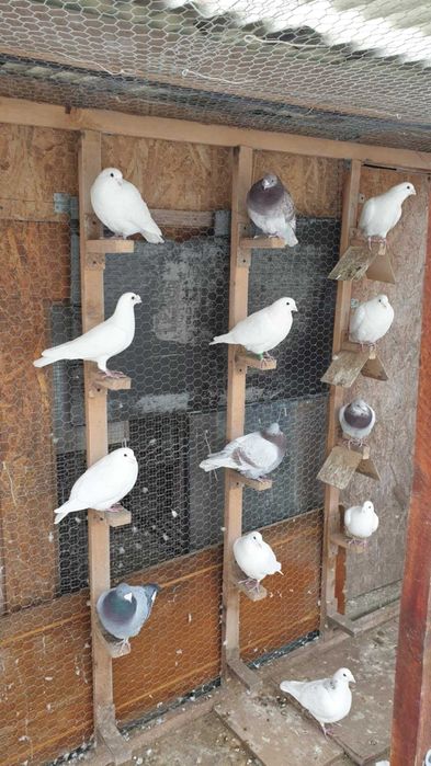 Ocazie! Vand porumbei voiajori albi si de concurs, deparazitati!