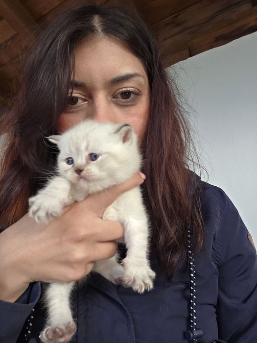 Котки британски късокосмести