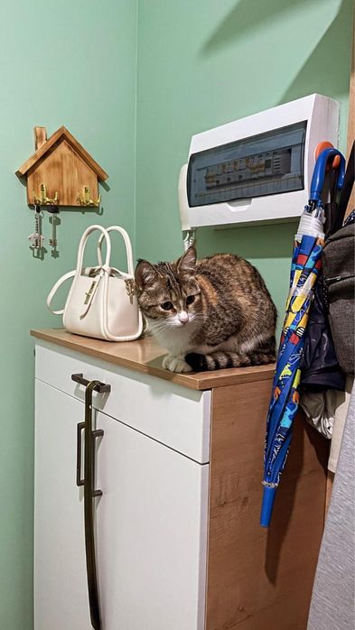 Отдам в добрые руки кошку