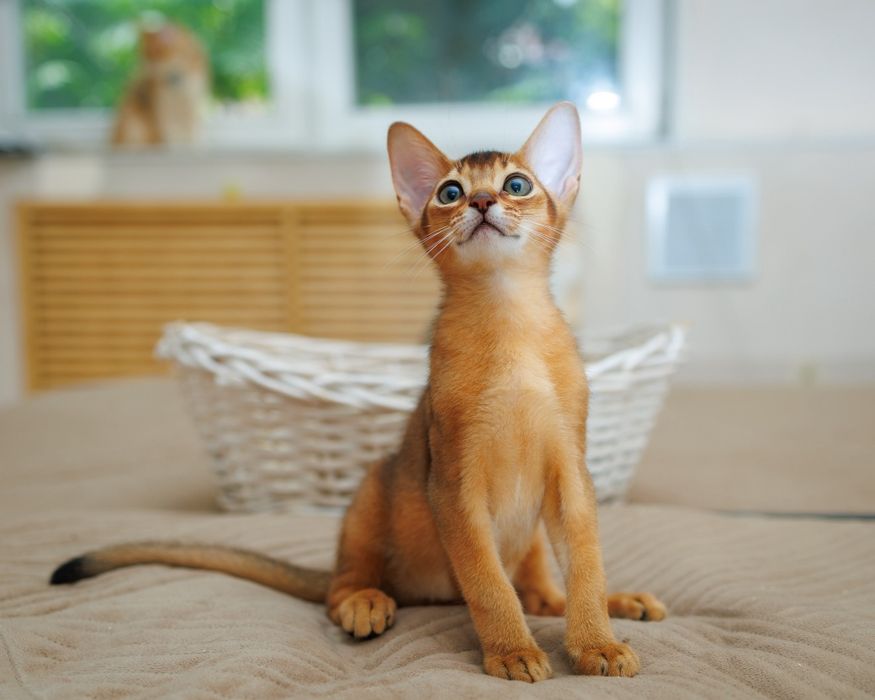 Абиссинские элитные котята