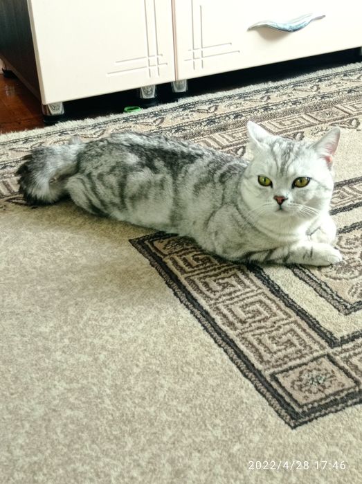 Кот британец прямоухий вязка