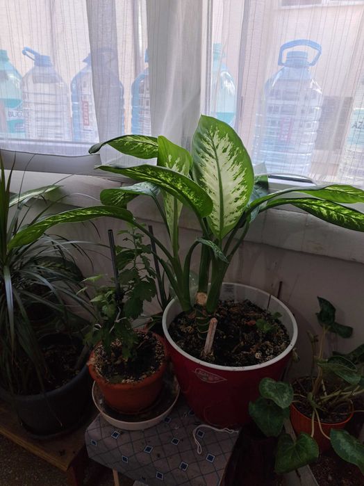 Plante verzi la ghiveci.
