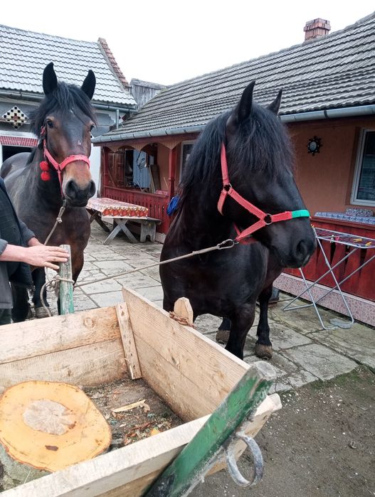 Cai de vânzare tineri