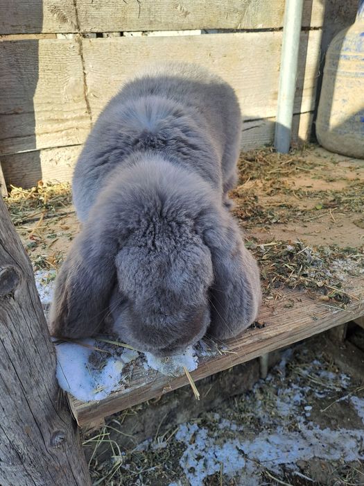 Vând iepuri berbec  german și fazani