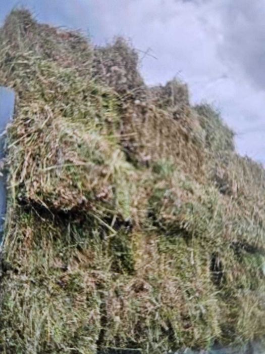 Baloti lucernă prima coasa