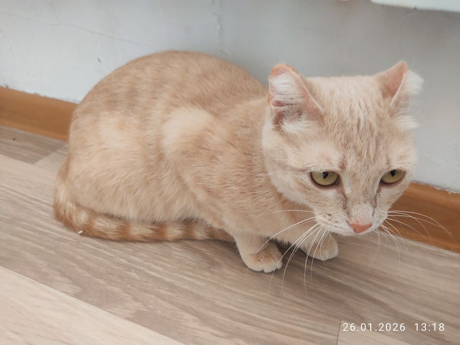 Кошки бесплатно.