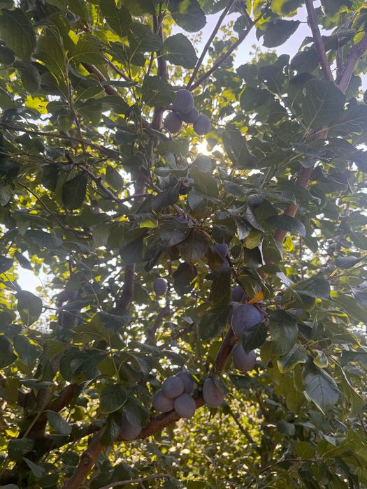Prune de vazare - Mai multe soiuri, atat de masa cat si  pentru tuica