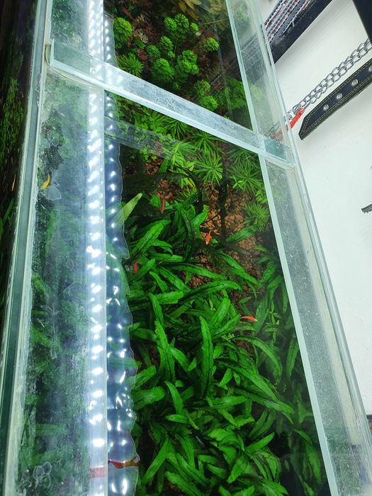 Аквариумные растение