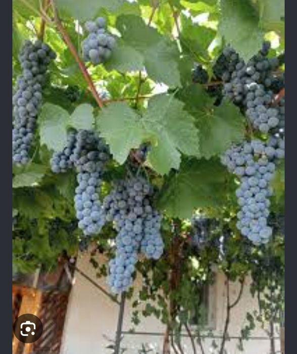 Struguri pentru vin 2026