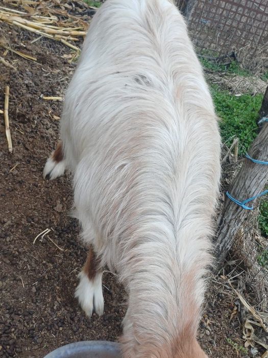 Capra pentru sacrificat