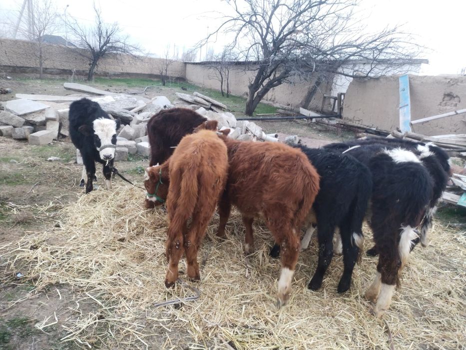 8 бас ургашы бузаулар сатылады.