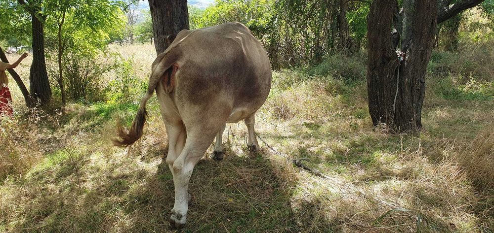 BOVINE - de vanzare vaca si vitel