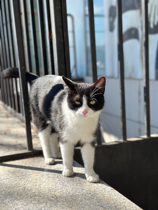 Îmi caut stăpân/ă