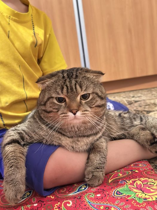 Бесплатно Кошки Мысық