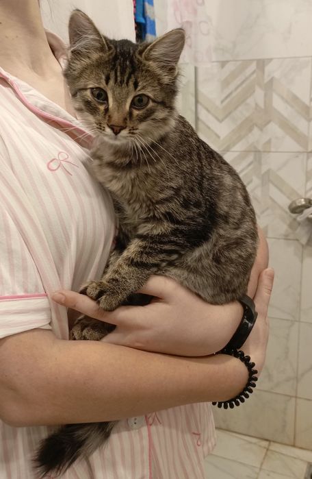 Кошечка бесплатно, срочно ищет дом!!!