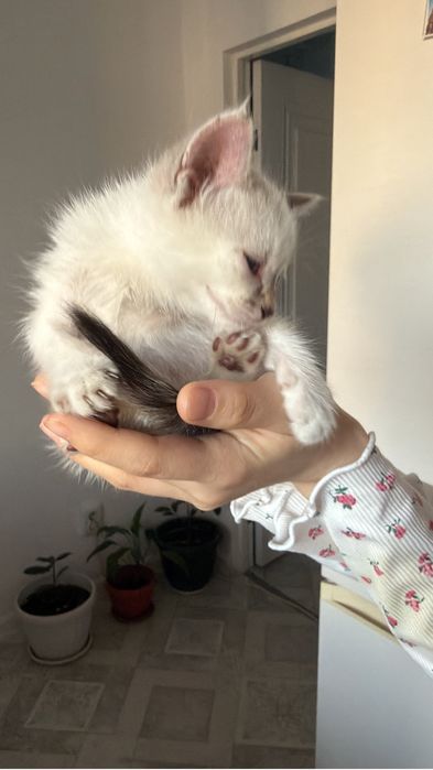 Отдам котенка в добрые руки