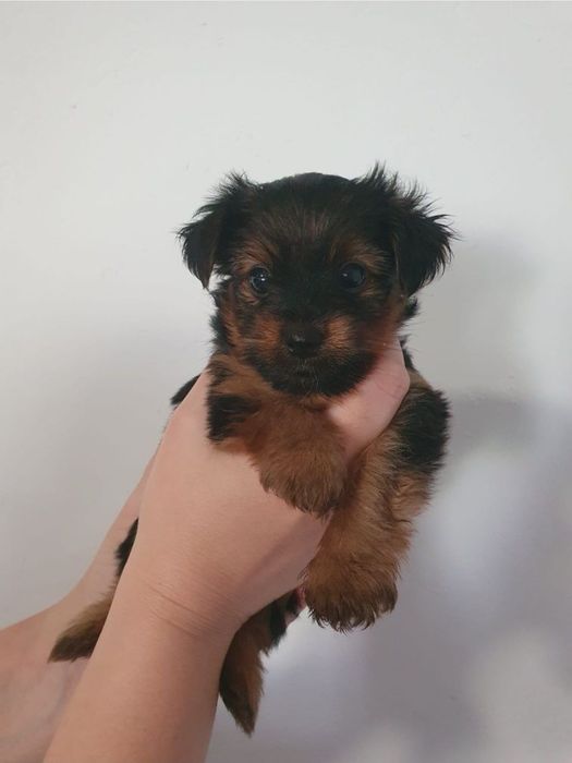 Yorkshire Terrier