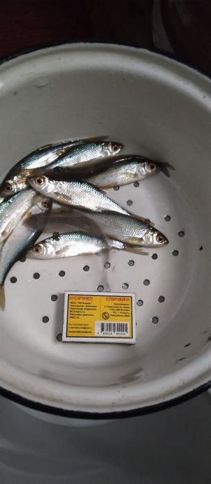 В продажи живец на