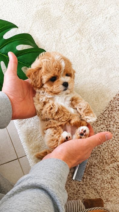 Maltipoo Mini Toy