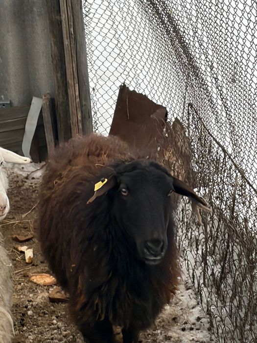 Продается баран самка