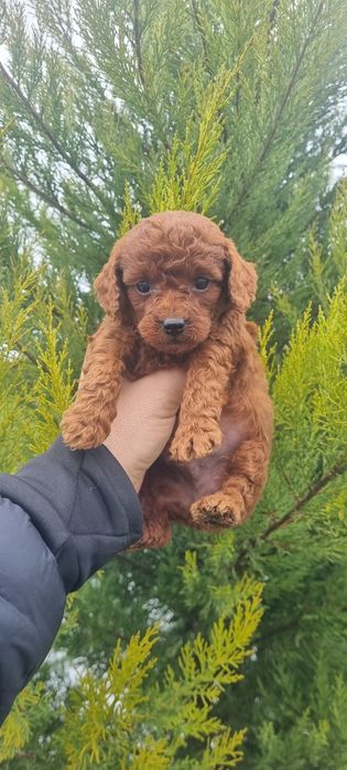 Пудел той пуделче