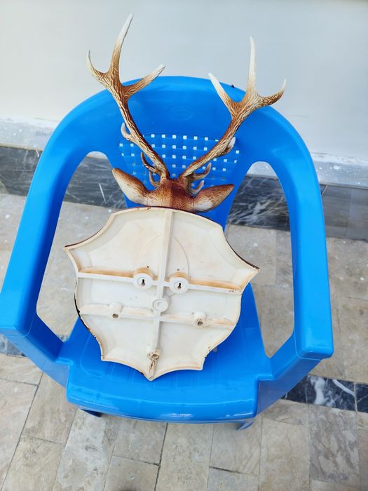 Dekorativ Kiyik shoxi