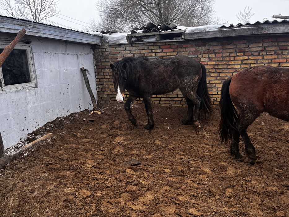 Лошадь, Жылқы. Продам жеребчика 5 лет. Стоит на откорме 4 месяц. ………..