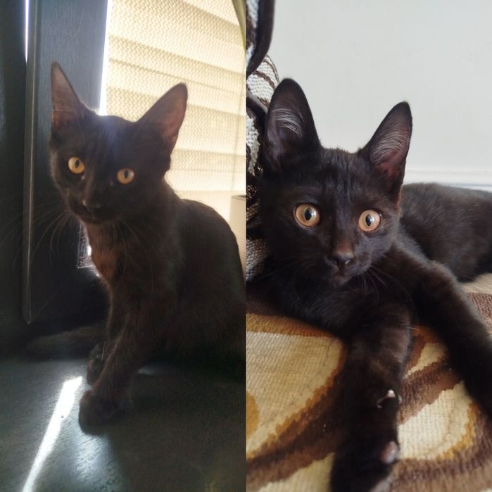 Котята смесь с британским