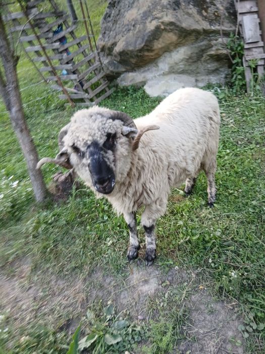 Vand berbec bucălău si o mioara