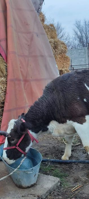 Коровы молочные,  домашние